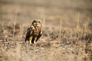 Short eared owl, Asio flammeus Uran, Mumbai, Maharashtra, India. © RealityImages