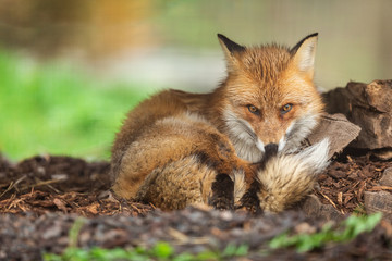 Fototapeta premium Red fox in the forest