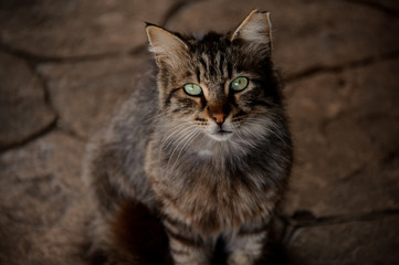 Naklejka na ściany i meble Fluffy homeless cat with sad eyes in animal shelter