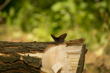 Butterfly on a tree