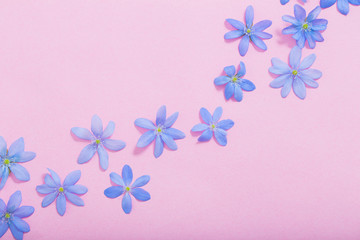 blue spring flowers on pink background
