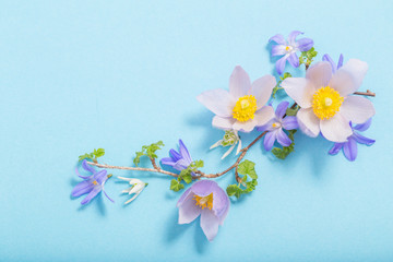 beautiful spring flowers on blue background