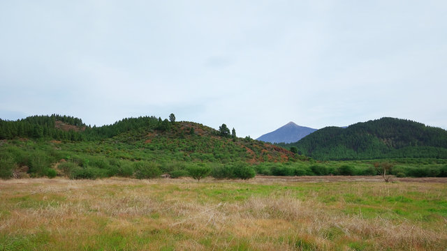Typical volcanic landscape covered in local flora with Pico del Teide in the background, nearby the pine forests of the Special Natural Reserve of Chinyero, Tenerife, Canary Islands, Spain