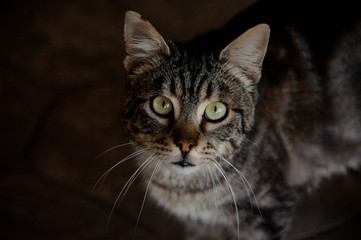 Portrait of insightful cat in animal shelter