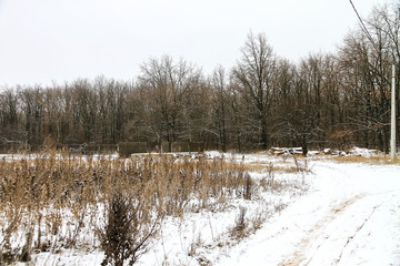 Winter forest, many trees are without leaves.