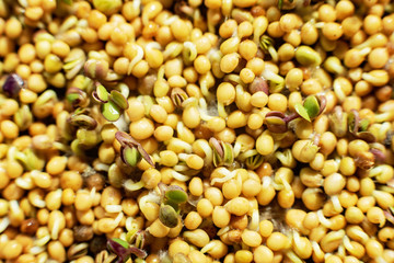 Top View Flat Lay. rucola or arugula leaf. sprout vegetables germinated from high quality organic plant seed