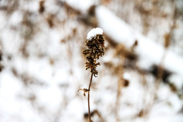 Dry yellow grass under white snow, closeup