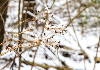 Dry yellow grass under white snow, closeup