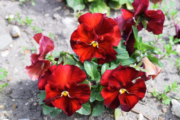 Flores de color rojo con tierra.