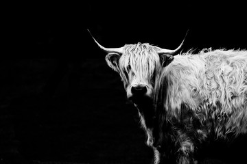 Highland Cow - obrazy, fototapety, plakaty