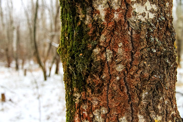 Fototapeta premium Winter, tree bark and green moss