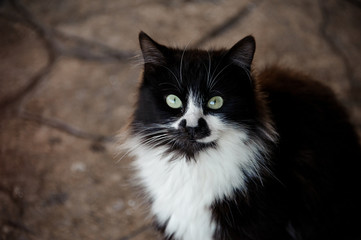 Cat with black and white fur in animal shelter