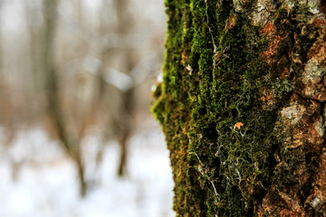 Winter, tree bark and green moss