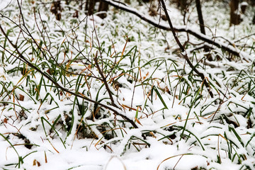 Green grass under white snow, closeup