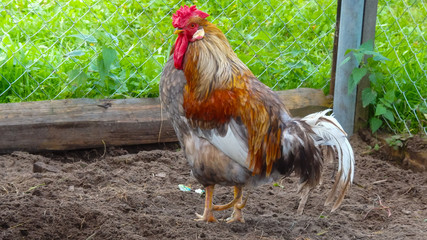beautiful colorful rooster standing on the ground