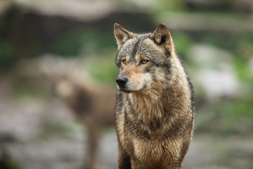 Grey Wolf in the rain © AB Photography