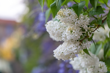 Blooming white lilac branch in springtime. A branch lilac blossoms. Beautiful spring flowers in orchard. Nature wallpaper blurry background. Soft focus. Closeup. Copy space.