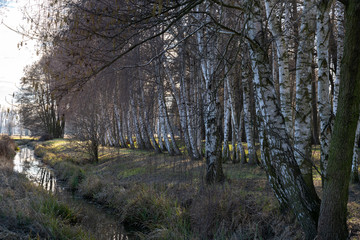 Spreewald im Februar