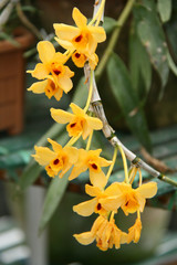 Orchids (Bhutan)