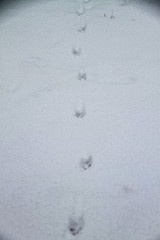 Animal tracks in the snow