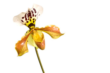 Yellow Lady slipper (paphiopedilum) orchid, close-up isolated on white background