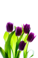 Bouquet (bunch) of beautiful purple (violet) tulips isolated on white background with backlight.