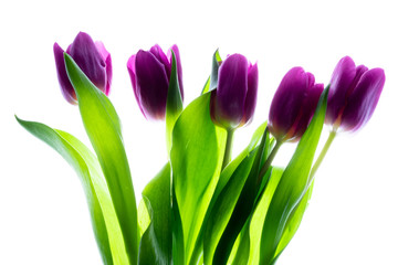 Bouquet (bunch) of beautiful purple (violet) tulips isolated on white background with backlight.