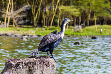 White-breasted Cormoran