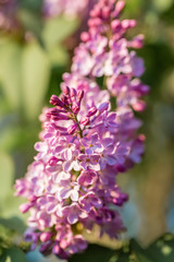 Blooming lilac branch in springtime. Violet florets of lilac spring in garden. Blossoming syringa branch. Nature wallpaper background. Image does not focus. Closeup.