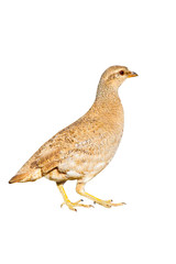 Isolated Partridge. White background. See see Partridge. Ammoperdix griseogularis.