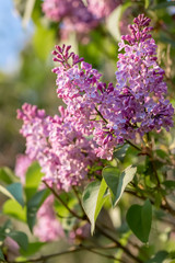 Blossoming syringa. Lilac branch in springtime. Violet florets of lilac spring in garden. Nature wallpaper blurry background. Toned image and soft focus.