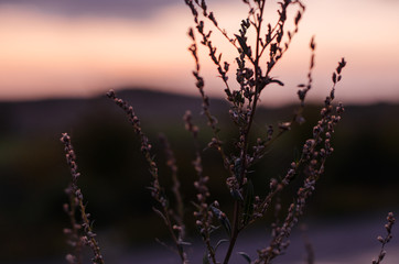 Blume beim Sonnenuntergang