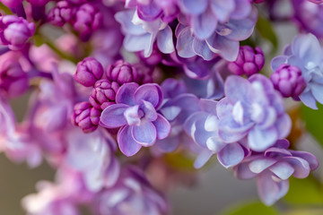 Blooming lilac branch in springtime. Macro. Violet florets of lilac spring in garden. Blossoming syringa branch. Nature wallpaper background. Soft focus. Closeup.