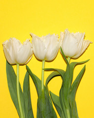 Yellow. Spring. Isolated. Tulips. Flowers. Macro
