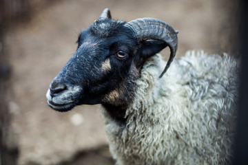 sheep and goats on pasture