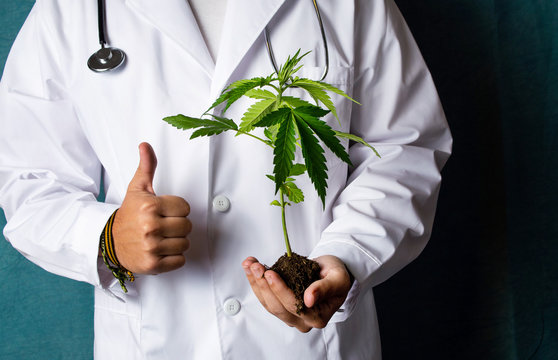 Scientist holding a marijuana branch close up