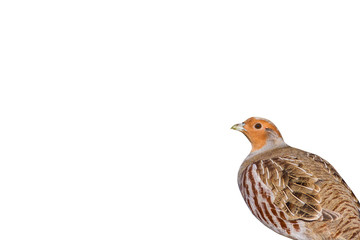 Isolated Partridge. White background. Bird: Grey Partridge. Perdix perdix.