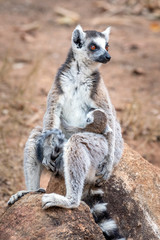 Naklejka na ściany i meble Ring-tailed lemur, Lemur catta, in its natural environment in Madagascar