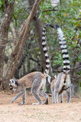 Ring-tailed lemur, Lemur catta, in its natural environment in Madagascar