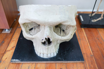 Medical model of a human skull used in colleges and universities for teaching anatomical science