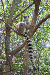 Ring-tailed lemur, Lemur catta, in its natural environment in Madagascar