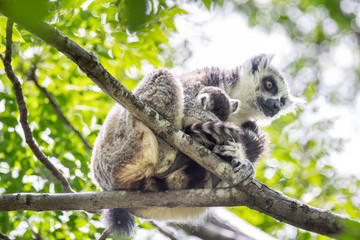 Ring-tailed lemur, Lemur catta, in its natural environment in Madagascar