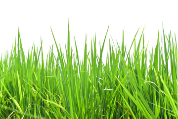 Green rice field isolated on white background.