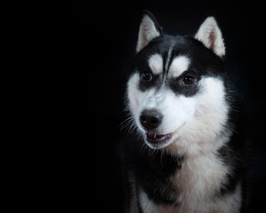 Obraz premium Portrait of a dog Siberian Husky in the studio