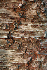 Nature background tree bark natural textured pattern plant trunk