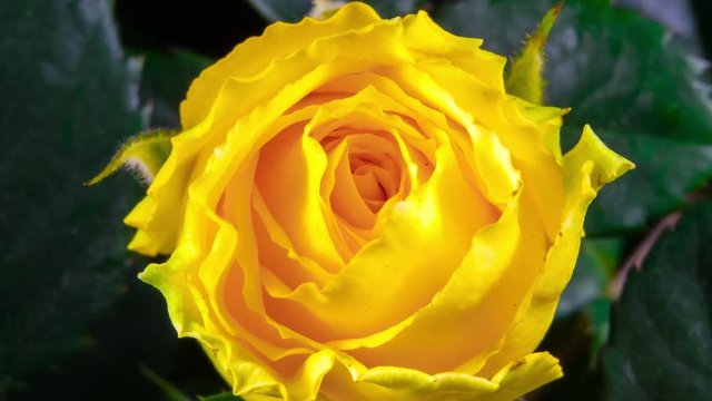 Timelapse of yellow rose growing blossom from bud to big flower macro shot