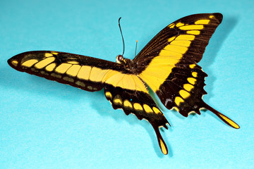 papillon Heraclides thoas cinyras male