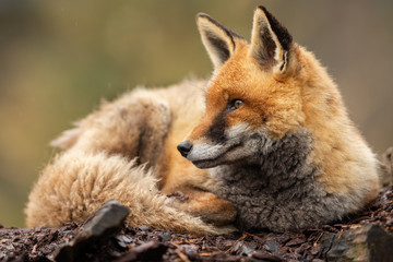 Naklejka na ściany i meble Red fox in the forest