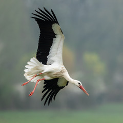 White stork in the rain © AB Photography