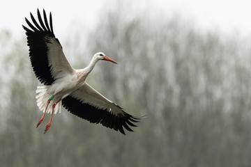 White stork in the rain